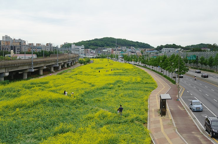 오산에서 제주를 만나다 - 1번 국토변 꽃단지 <시민기자 박유진>