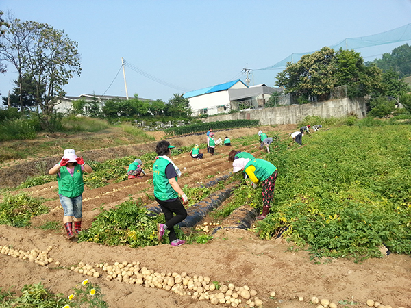 오산시 세마동 부녀회, 사랑의 감자 수확