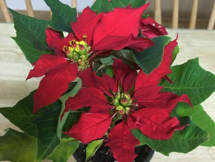 오산사람의 크리스마스 탐구 생활<시민기자 손선미>;