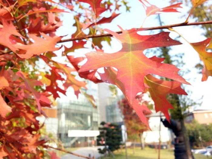 문화공장 뒷뜰과 오산천에서 가을산책