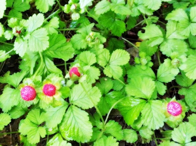 세교13단지 뒷동산 산책로 탐방. 소소한 즐거움