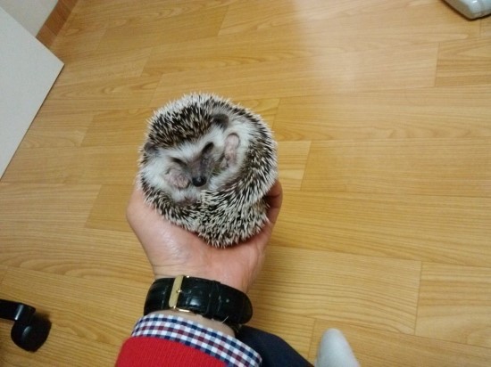 혼자사시는 분들을 위한 추천 반려동물 - 고슴도치