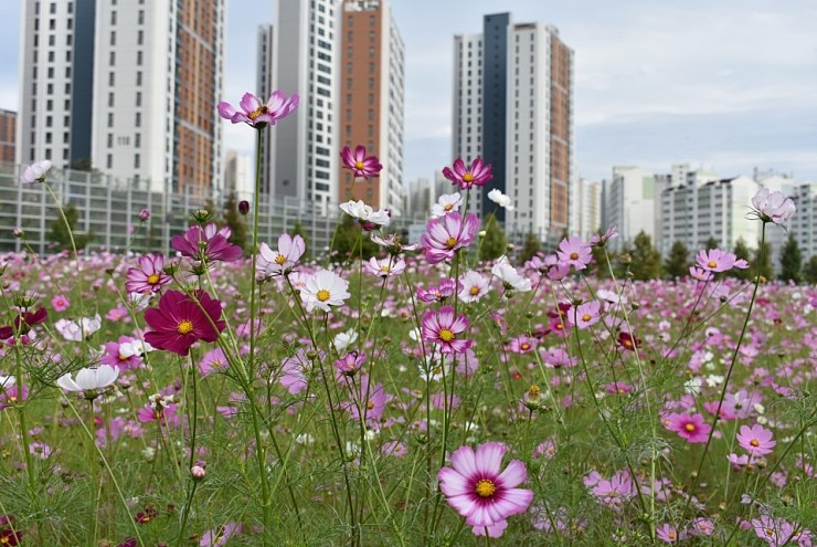 오산의 가을을 만끽하러 가볼까? 오산 꽃단지 코스모스 천국! <시민기자 배유미>