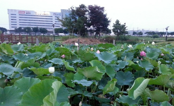 오산천에 깃든 연꽃들의 향연, 지금 즐겨요~