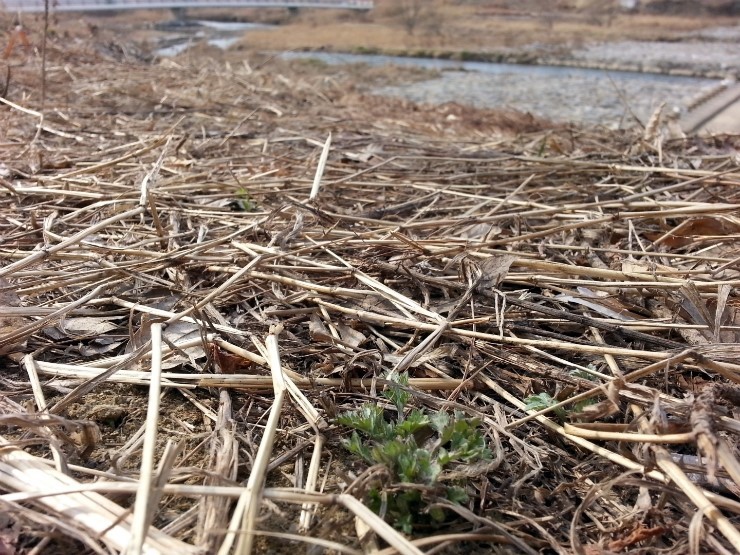 오산천에 찾아든 봄, 함께 만나보아요!