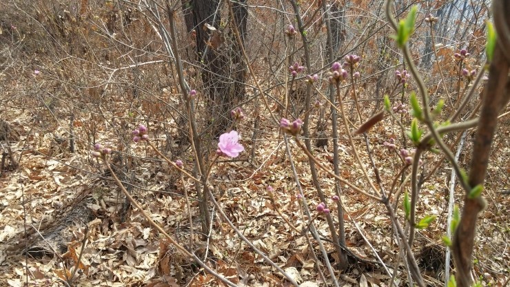 봄봄봄 봄이 왔으니 여계산으로 산책 나가보세요~