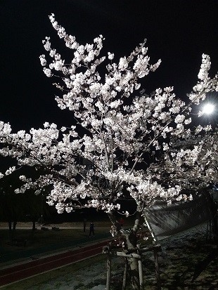 오산에서 즐기는 심야의 벚꽃 축제 <시민기자 성환길>
