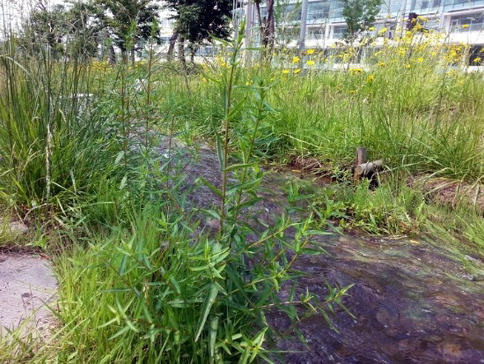 발 담그기 좋은 곳, 오산 세교 실개천