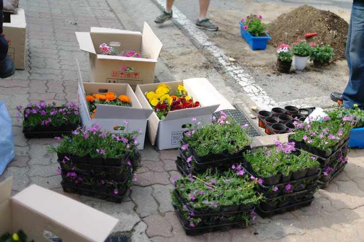 오산 동부삼환 아파트 꽃심기 하던 날<시민기자 박유진>;