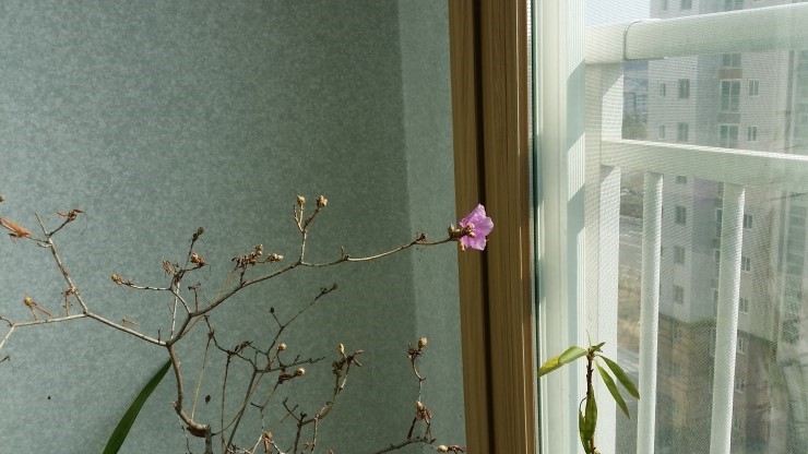 봄이 오고 있다, 오산시 화이팅!