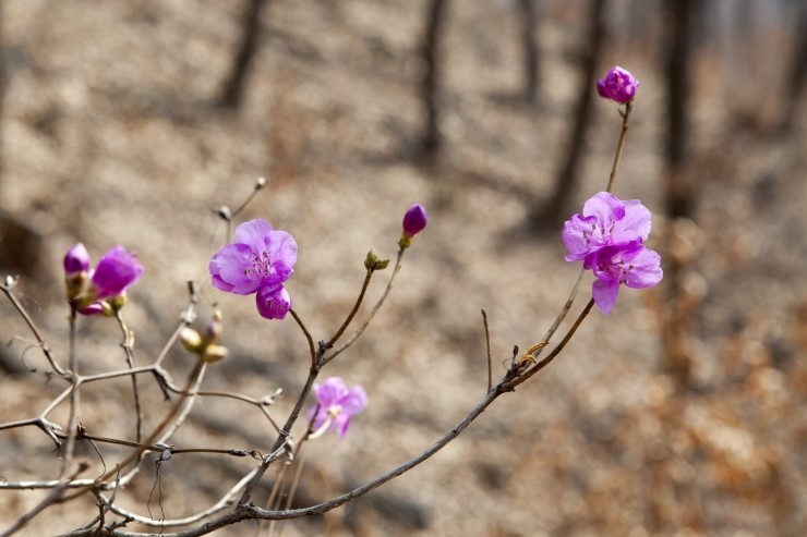 오산 마등산에서 봄의 기운을 만끽해보세요<시민기자 오병곤>;