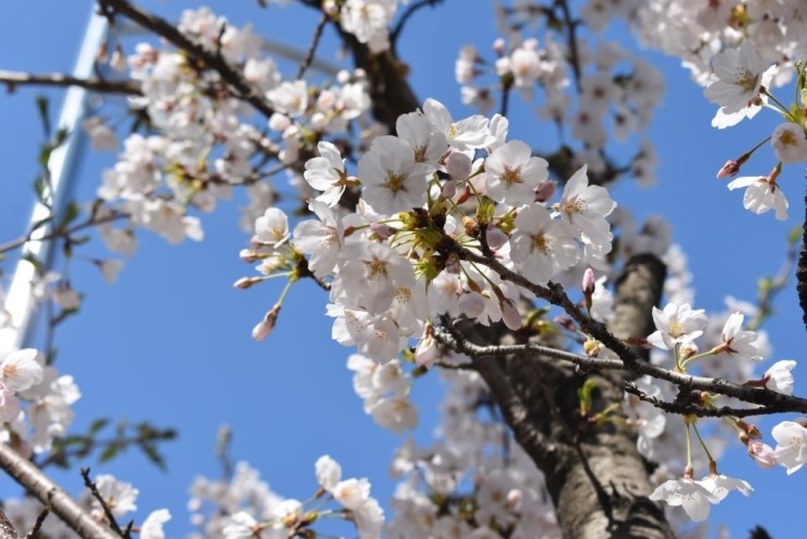 벚꽃아래 예술을 만나다! 오산 봄누리 예술축제 <시민기자 배유미>