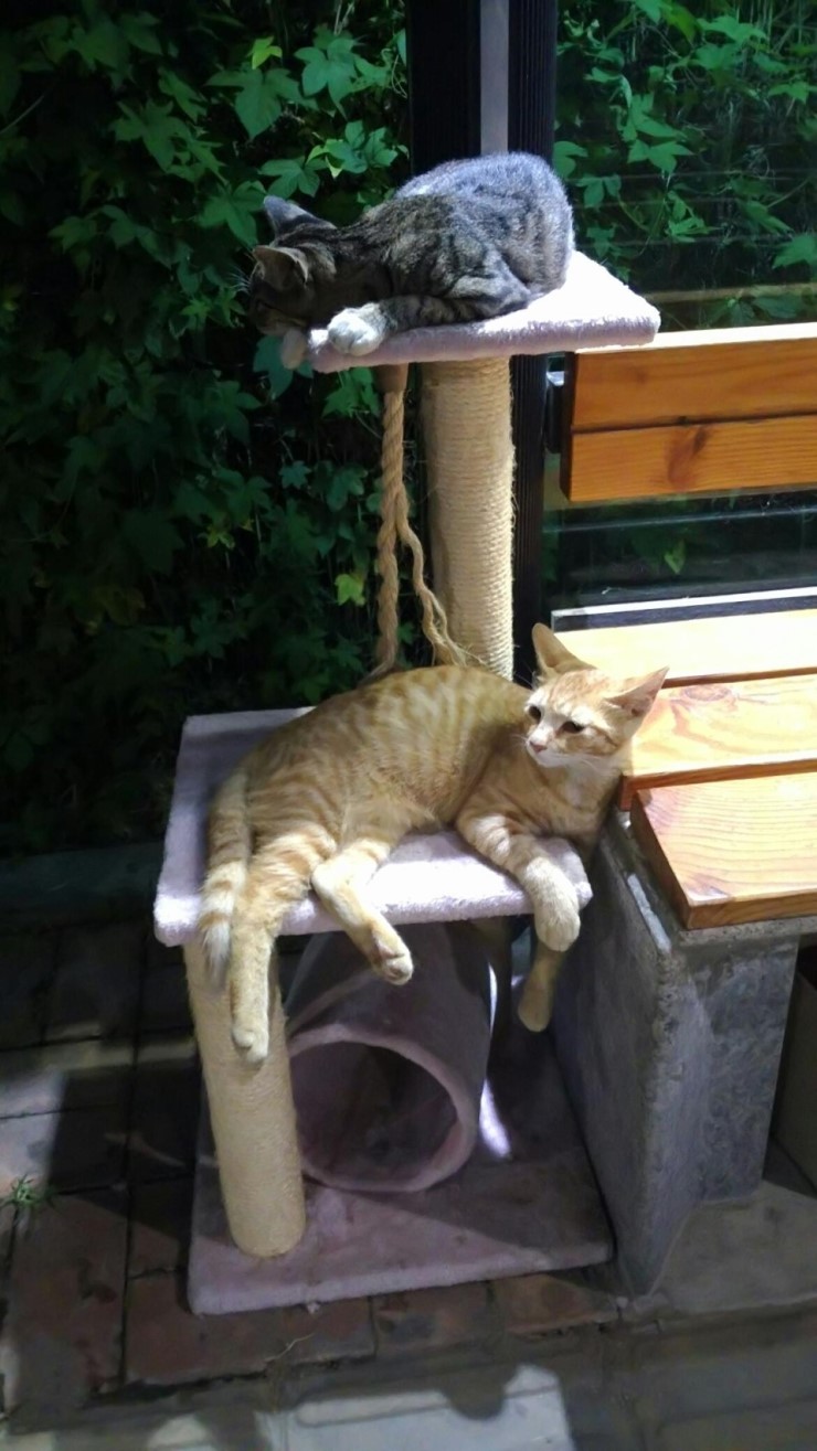 길고양이와 주민들의 아름다운 동거 <시민기자 심선식>;