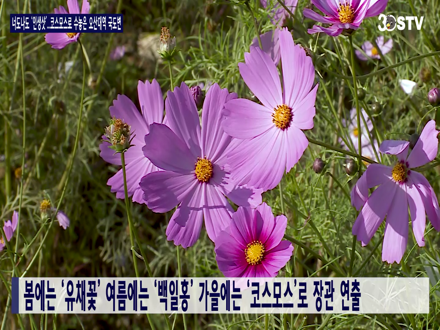 너도나도 ‘인생샷’...코스모스로 수놓은 오산대역 국도변