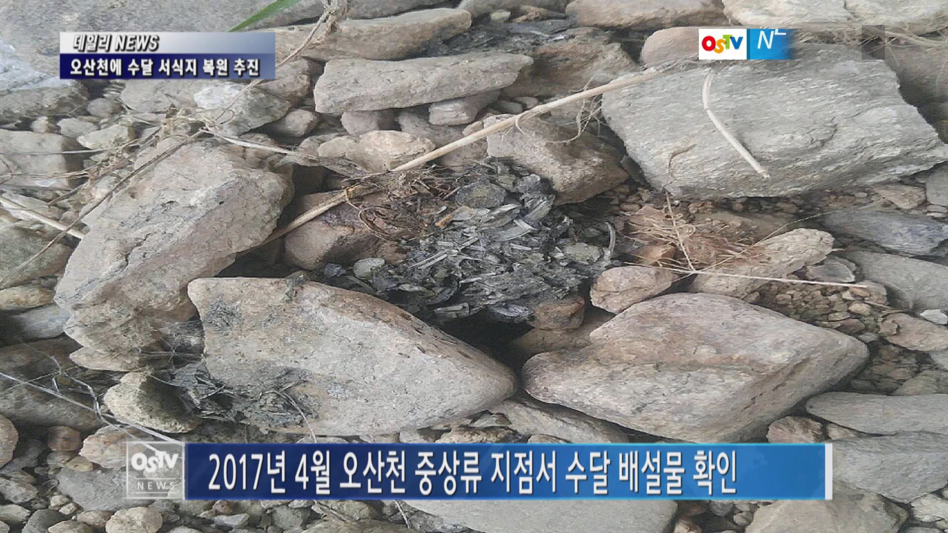 오산천에 수달 서식지 복원 추진