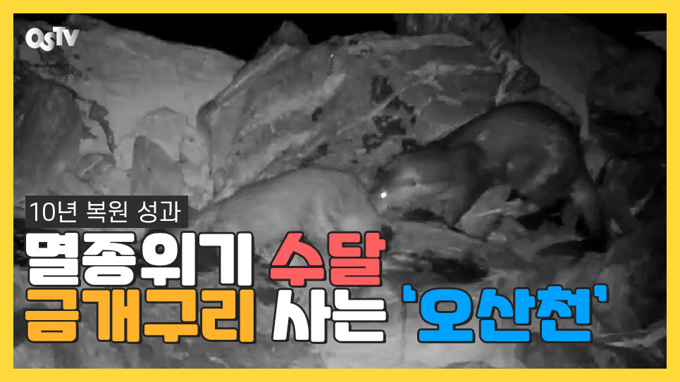 오산천에서 수달 가족, 금개구리 발견