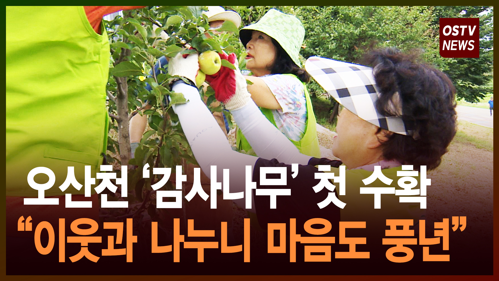 '감사나무' 첫 수확 