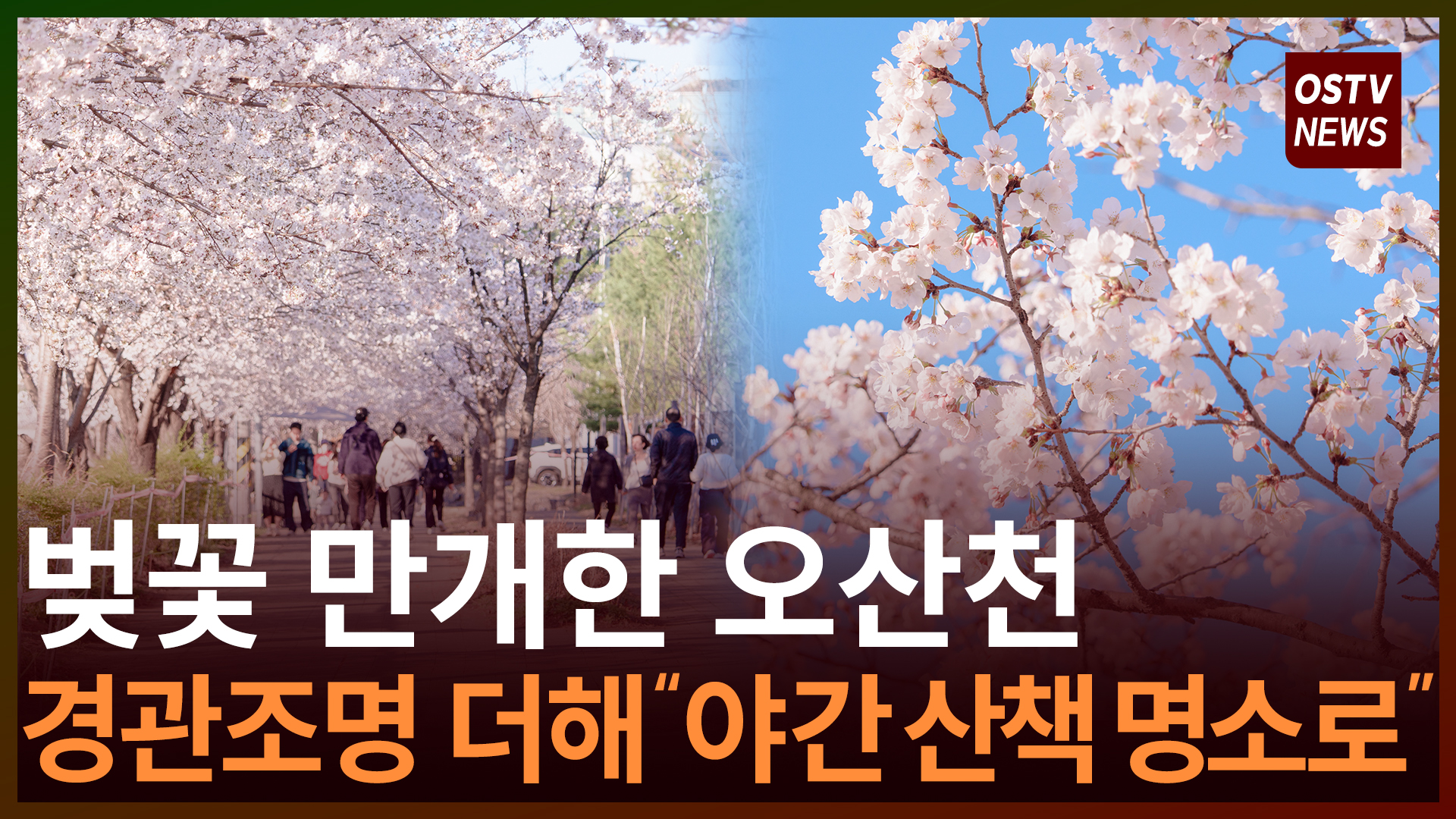 벚꽃 만개한 오산천 “야간 산책 명소로” 