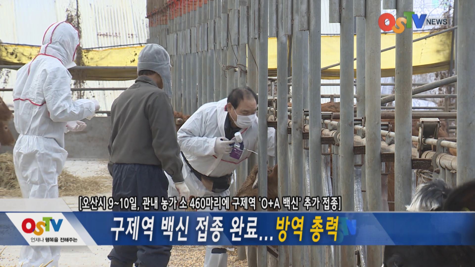 구제역 백신 접종 완료... 방역 총력