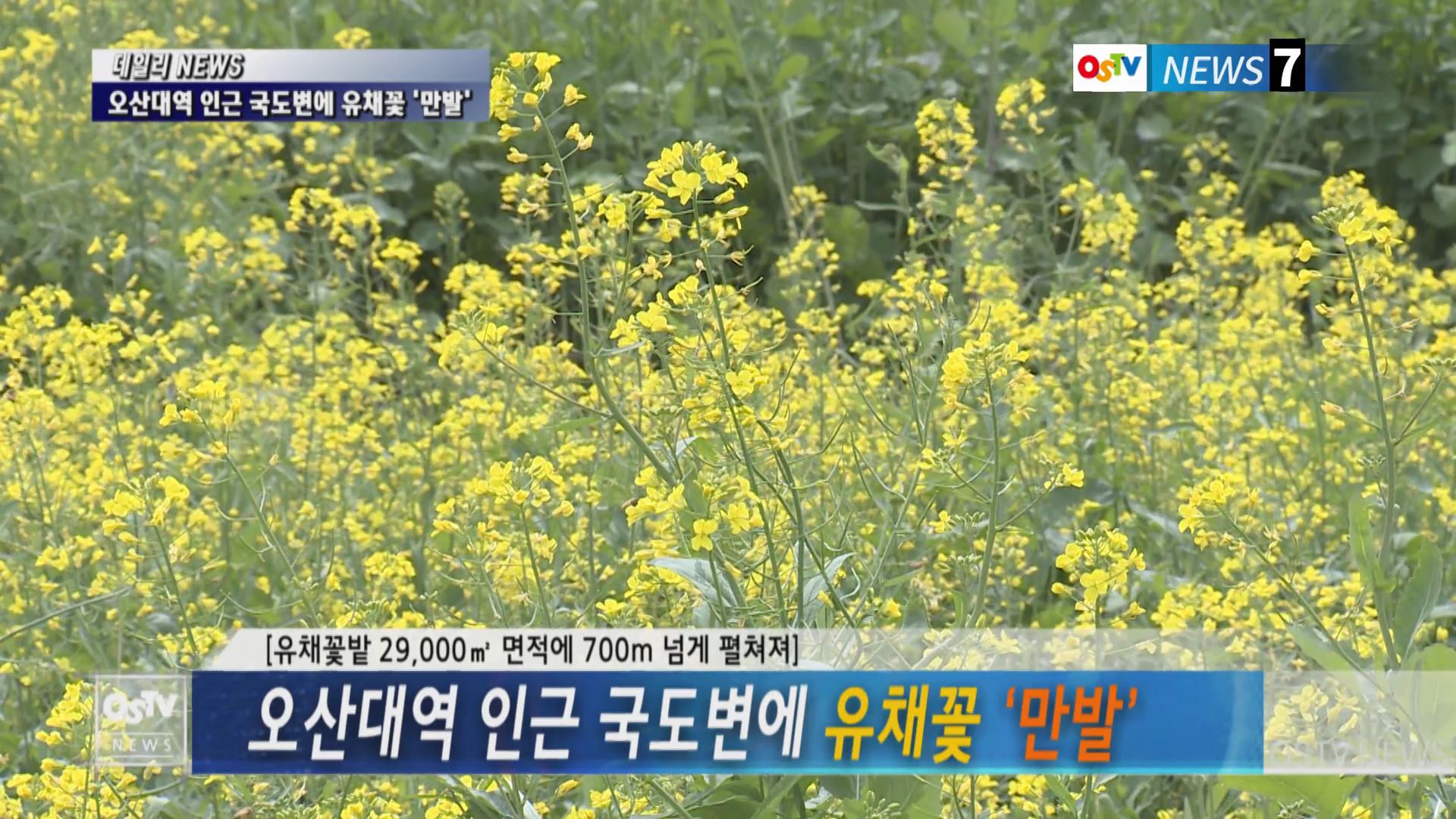 오산대역 인근 국도변에 유채꽃 ‘만발’