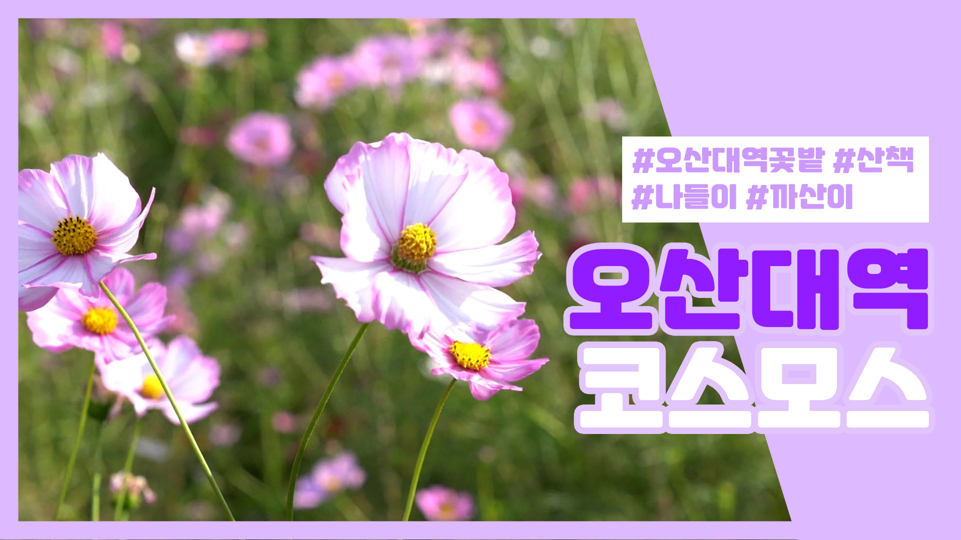 오산대역 앞 코스모스 (영상스케치)