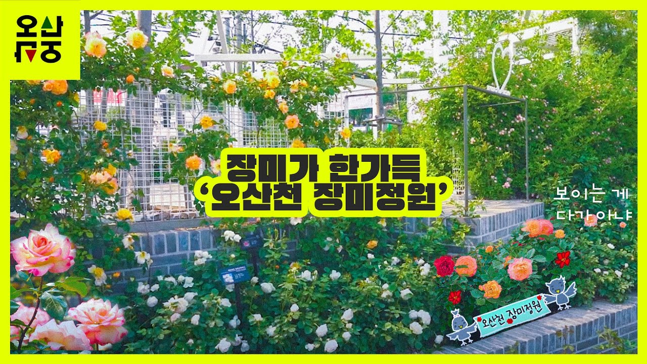 장미가득한 오산천 장미정원을 소개합니다